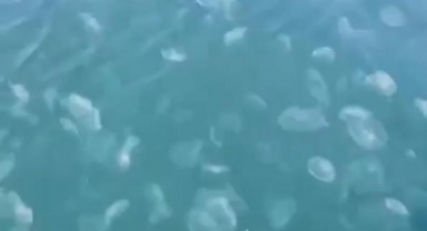Marmara’nın güney kıyılarını denizanası istila etti