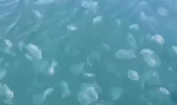 Marmara’nın güney kıyılarını denizanası istila etti