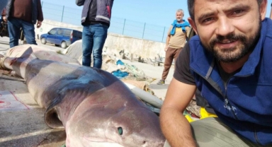 Marmaradan canavar çıktı