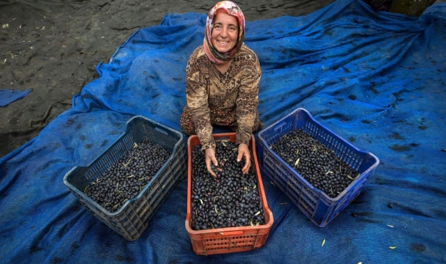Zeytin hasadı için geri sayım başladı