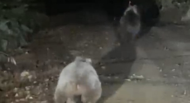 Anne ve yavru ayı vatandaş kamerasına yansıdı