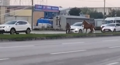 Başı boş atlar tehlike saçmaya devam ediyor