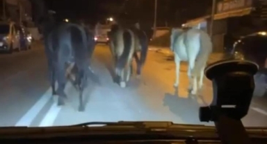 Bursa’da başıboş atlar trafiği zora soktu