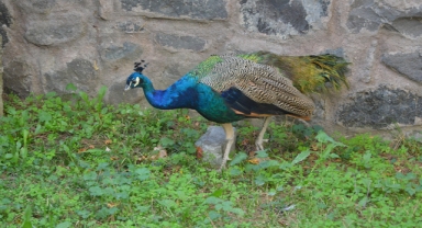 CİMER’e şikayet edilen tavus kuşunun süresi doluyor
