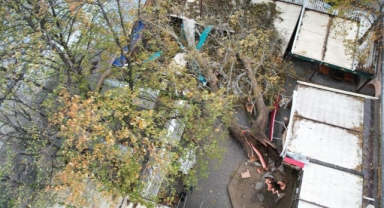 Fırtınada devrilen 250 yıllık çınar dron ile görüntülendi