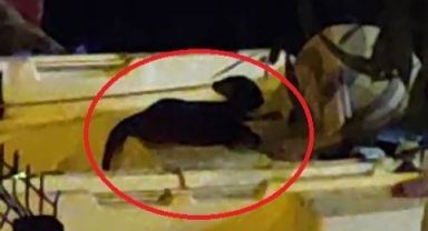 Gemlik'te Su Samuru görüldü