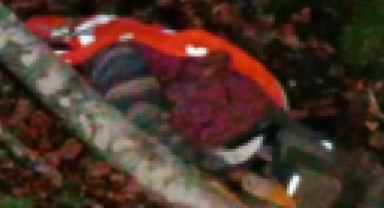 Kestiği ağacın altında kaldı