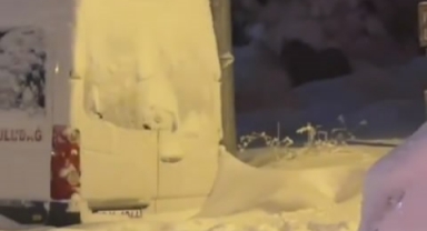 Kış uykusuna yatamayan ayılar yemek aramaya çıktı