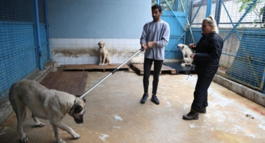 Sokak köpeklerinin saldırılarına karşı önemli uyarılar
