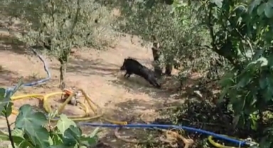 Sulama havuzuna düşen 3 domuz kurtarıldı