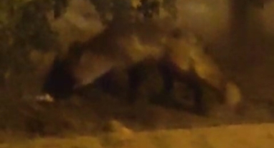 Aç kalan tilki site bahçesinde gezdi