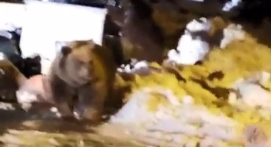 Ayı ailesi kendilerini rahatsız eden köpeğe saldırdı