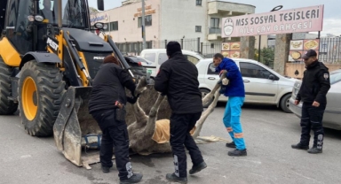 Bursa’da başıboş at sokak ortasında yere yığıldı