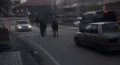 Bursa’da başıboş atlar yine trafikte!