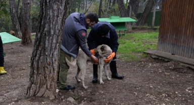 Osmangazi’de başıboş köpek mesaisi