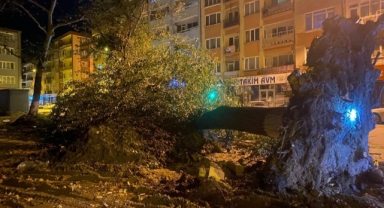 Şiddetli lodos 200 yıllık tarihi 2 çınarı yıktı