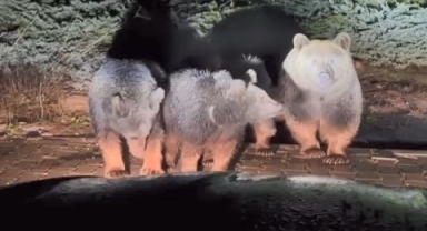 Uludağ’ın meşhur ayı ailesi yine görüntülendi