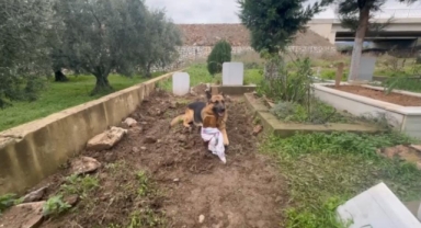 Köpeği 52 gündür mezarından ayrılmıyor