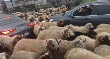 Koyun sürüsü trafiği alt üst etti