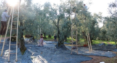 Marmarabirlik’ten 36 milyon TL’lik ödeme