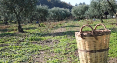 Marmarabirlik’ten 650 milyon liralık ödeme
