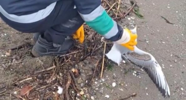 Misinaya dolanan martının yardımına ekipler koştu