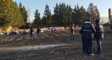 Zabıta'dan ''başıboş koyun'' operasyonu