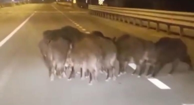Anayola çıkan domuzlar, trafiği tehlikeye düşürdü