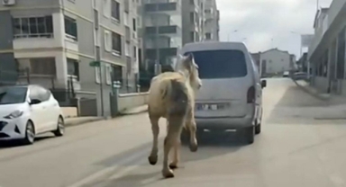 Atı aracın arkasına bağlayıp koşturdu