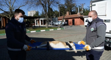 Boynunu jiletli telin kestiği köpek sağlığına kavuştu