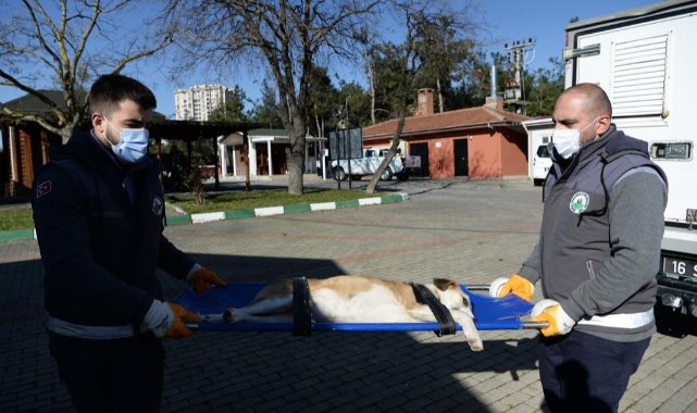 Boynunu jiletli telin kestiği köpek sağlığına kavuştu