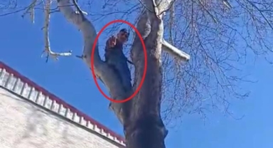 Çıktığı ağaçta polise el salladı