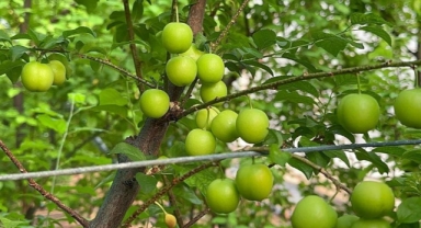 İlk hasat yapıldı, Araplar rağbet ediyor
