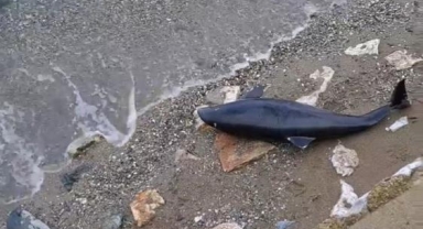 Mudanya'da ölü yavru yunus balığı karaya vurdu