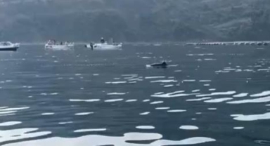 Mudanya sahilinde su samurları görüldü