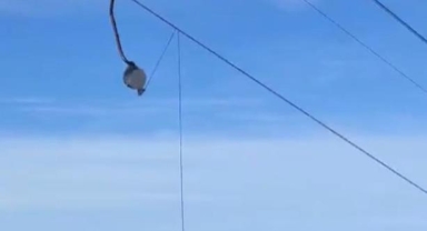 Telesiyejin telleri koptu, bir turist yaralandı