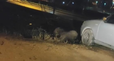 Aç kalan domuzlar şehir merkezine indi
