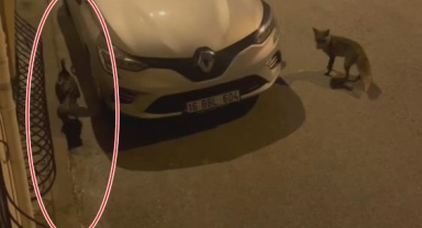 Aç kalan tilki sokakta ''hindi'' kovaladı