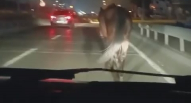 Başıboş atlar tehlike saçmaya devam ediyor