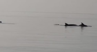 Gemlik'te yunuslar görsel şölen oluşturdu