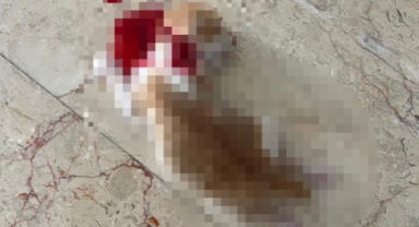 İnegöl'de kedi katliamı!
