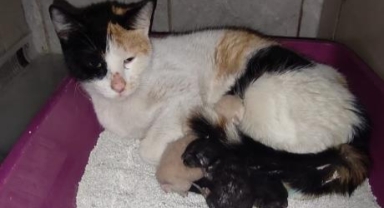 Kedi, İnegöl Devlet Hastanesi'nde doğum yaptı