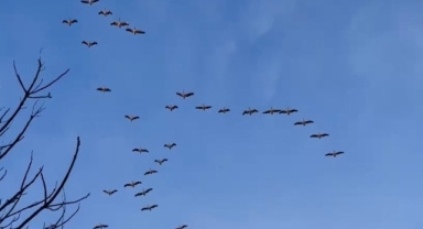 Pelikan sürüsü görsel şölen oluşturdu