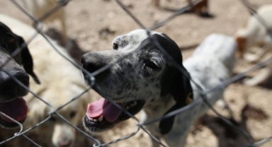 Barınaktaki cins köpekler sahiplendirilmeyi bekliyor