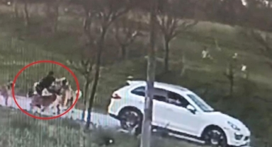 Bursa'da başıboş köpek dehşeti kamerada