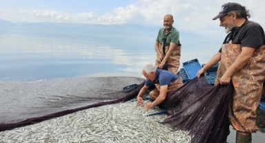 Gümüş balığının ihracat serüveni başladı
