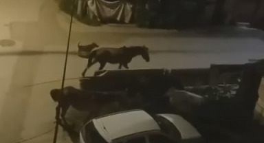 Gündüz insanlar, gece atlar geziyor
