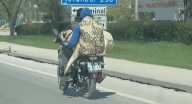 Hem kendi canlarını hem köpeği tehlikeye attılar