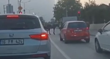 İnegöl'de atlara eziyet kamerada