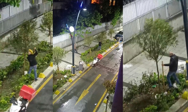 İstanbul’da bir şahıs ağaçla kavga etti